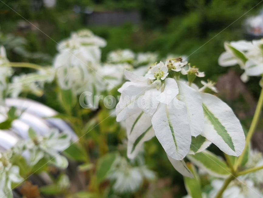 식물,설악초,하얀꽃,꽃,자연,plant,잎,nature,실외,낮,동양,아시아,환경,꽃잎