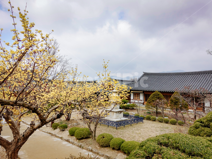 부석사,고찰,사찰경내,화엄종도량,산수유
