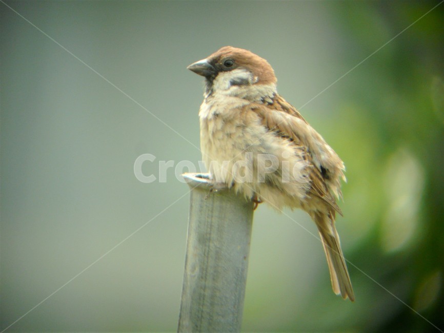 참새,참새과,텃새,야생조류,난생,동물,animal,조류,새,birds