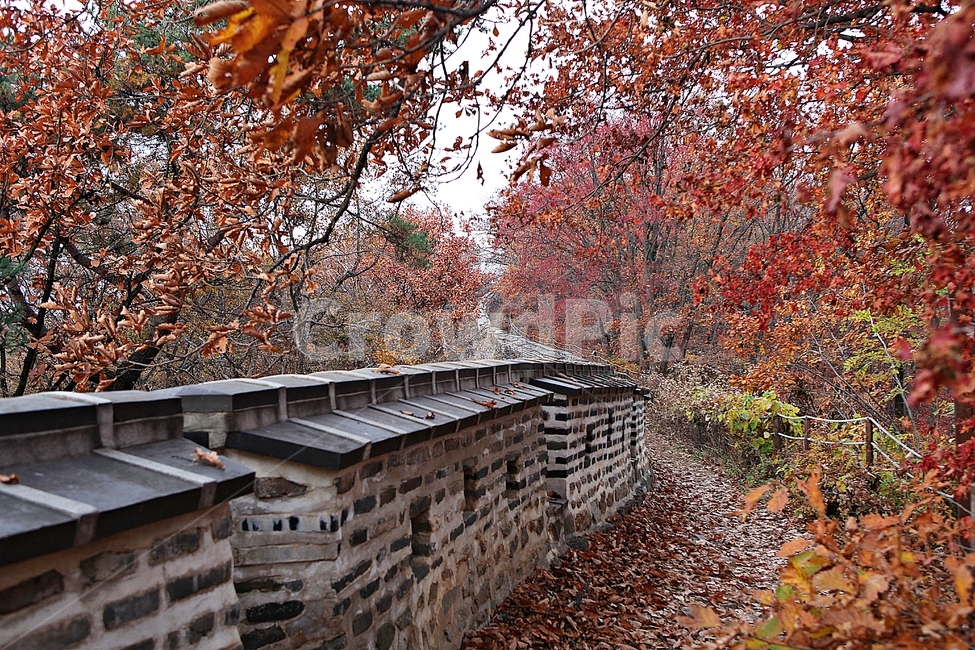 남한산성,성,성곽,단풍,낙엽,길,둘레길,숲,숲길,담,돌담,가을,자연,풍경,벽,울긋불긋,산성,식물,가을,계절,fall,autumn,season,한국전통,한국문화,korean traditional,korean culture,tree,나무,plant,maple,leaf,잎