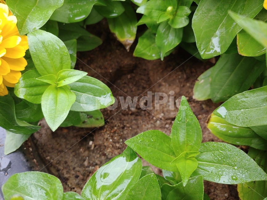 식물,plant,잎,빗물,풀잎,vase,화분,leaf,pottedplant,planter,노란꽃,꽃,정원,식물,자연,plants,nature,꽃,flower