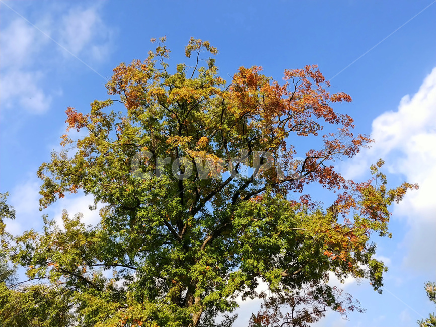 tree,나무,plant,식물,treetrunk,나무줄기,가을하늘,가을,계절,fall,autumn,season,식물,자연,plants,nature,나무,trees,wood,tree trunk,나무 줄기