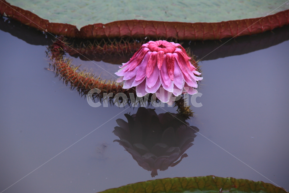plant,식물,blossom,flower,꽃,연꽃,수련,빅토리아연,빅토리아연꽃,야화,연못,식물,자연,plants,nature,꽃,flower