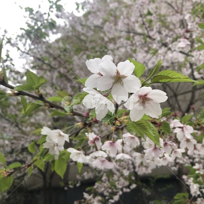 꽃,벚꽃,봄,blossom,flower,plant,식물,분홍,핑크,pink,식물,자연,plants,nature,꽃,flower