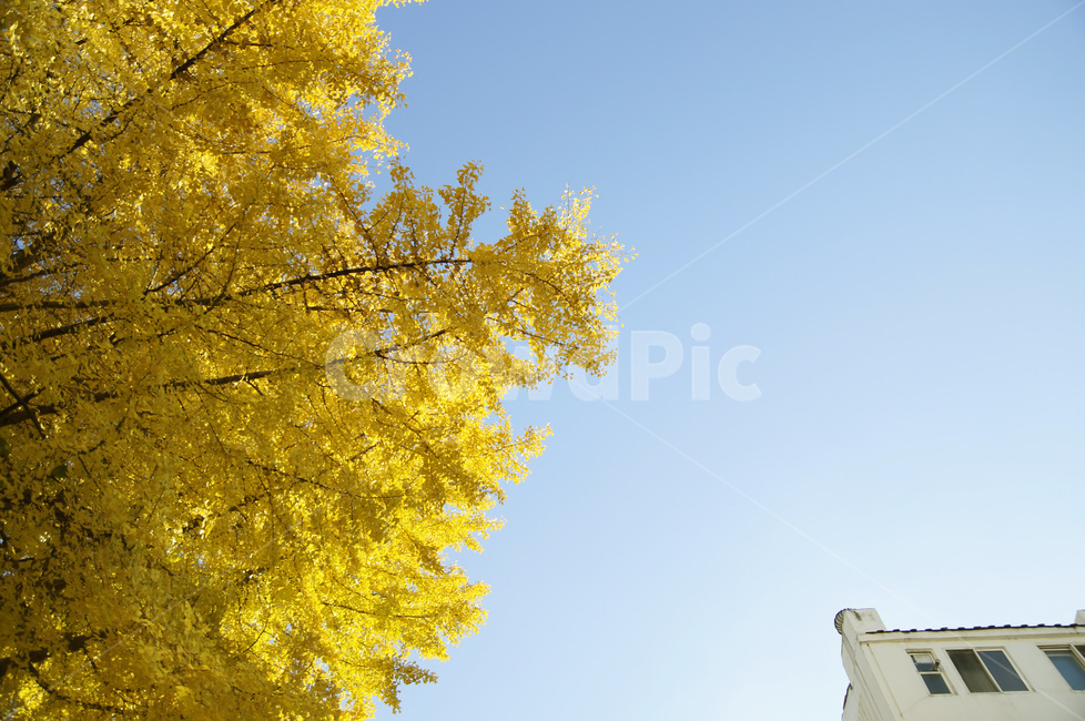 가을,단풍,낙엽,파란하늘,노랑,fall,feeling,배경,감성,감성사진,sens,sensitive,가을,계절,fall,autumn,season