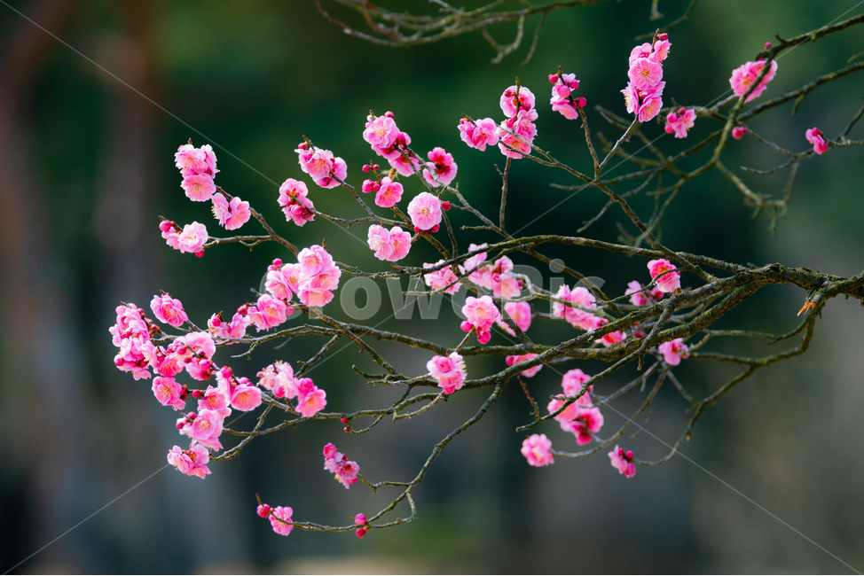 봄,꽃,홍매화,힐링,감성,봄,계절,spring,season,식물,자연,plants,nature,꽃,flower,plant