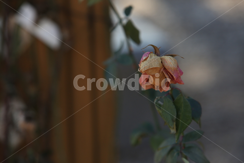 장미,장미꽃,겨울장미,드라이,겨울,겨울,계절,winter,season,식물,자연,plants,nature,꽃,flower
