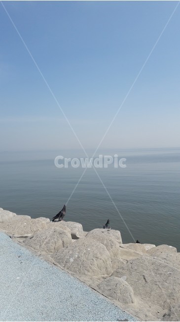비둘기,기다림,하늘,바다,새,자연,풍경,nature,landscape,동물,animal,조류,새,birds,bird,promontory,곶