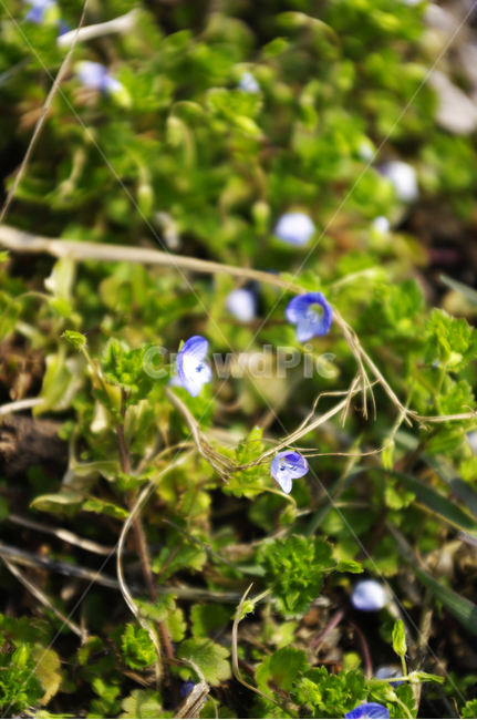 봄까치꽃,꽃,식물,flower,plant,봄꽃