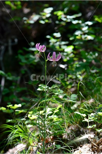 솔나리,야생화,식물,자연,꽃,생태,힐링,플라워,wildflower,flower,plants,nature,season,감성,느낌,emotion,feeling,백합목,백합과,여름,백합속,분홍색,여러해살이풀,식물,자연,plants,nature,꽃,flower