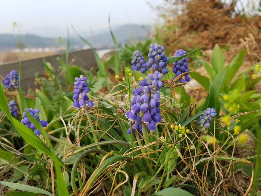 야생화,잡초,보라색꽃,봄,자연