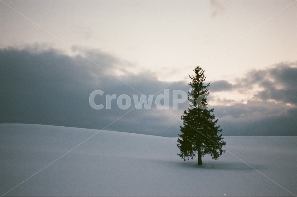 홋카이도,일본,비에이,크리스마스나무,왕따나무,필름사진,겨울,계절,winter,season,자연,풍경,nature,landscape,해외,외국,세계,foreign,oversea,world,세계자연풍경,해외자연풍경,외국자연풍경,world nature landscape,식물,plants,나무,trees,wood,감성,sensible,feeling,plant,tree,abies,아비,fir,전나무