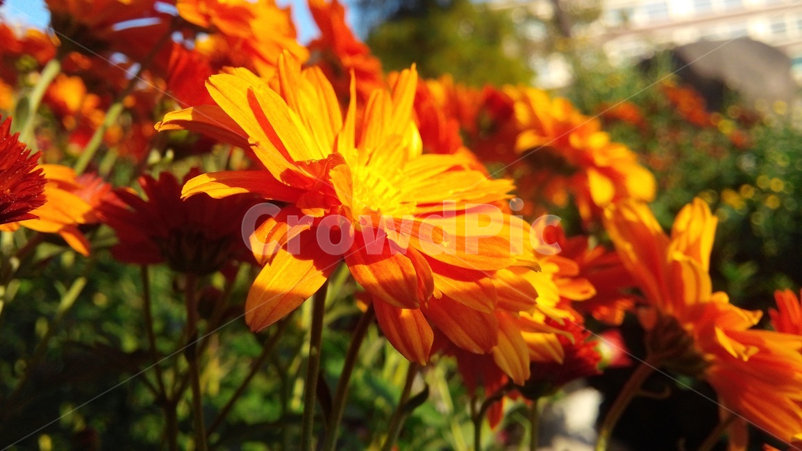 꽃,식물,햇빛,노을,반사,식물,자연,plants,nature,꽃,flower