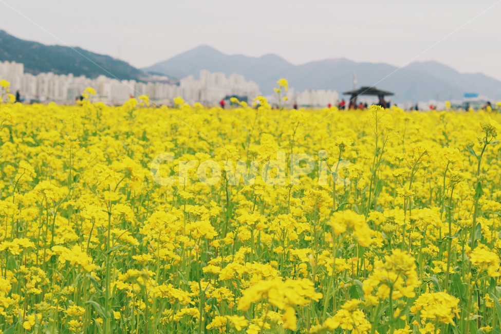 유채꽃,봄꽃,꽃,봄,노란꽃,노란색,꽃밭,산,꽃송이,봄바람,대저생태공원,공원,개화,busan,korea,rapeflower,spring,들판,flowergarden,yellow