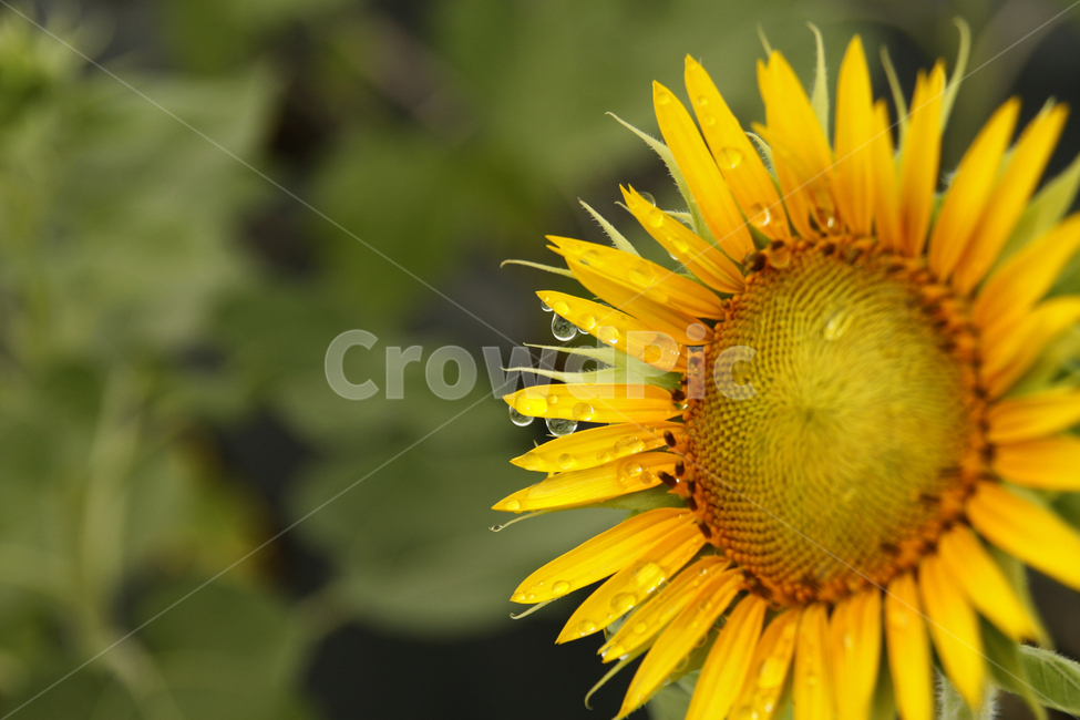 해바라기,여름,해바라기꽃,식물,해바라기씨,꽃잎,이슬,식물,자연,plants,nature,꽃,flower