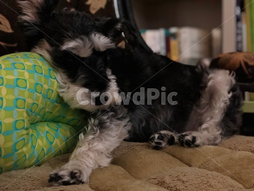 강아지,개,슈나우저,미니어처슈나우저,schnauzer,puppy,dog,miniatureschnauzer,동물,animal,포유류,mammal,개,강아지,dog,doggy