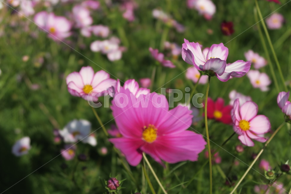 가을,코스모스,가을산책,가을감성,꽃,가을,계절,fall,autumn,season,식물,자연,plants,nature,꽃,flower,geranium,제라늄,blossom,plant,petal,꽃잎