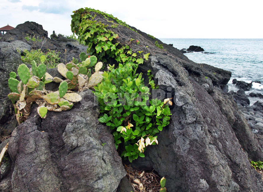 해안길,선인장자생지,제주,올레14코스,올레길,바다,기암괴석,식물,자연,plants,nature