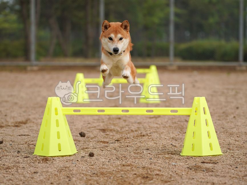 반려견,시바견,강아지,개,애완동물,동물,dog,pet,포유류,shibainu,활발한,독스포츠,어질리티,위브폴,운동,agility