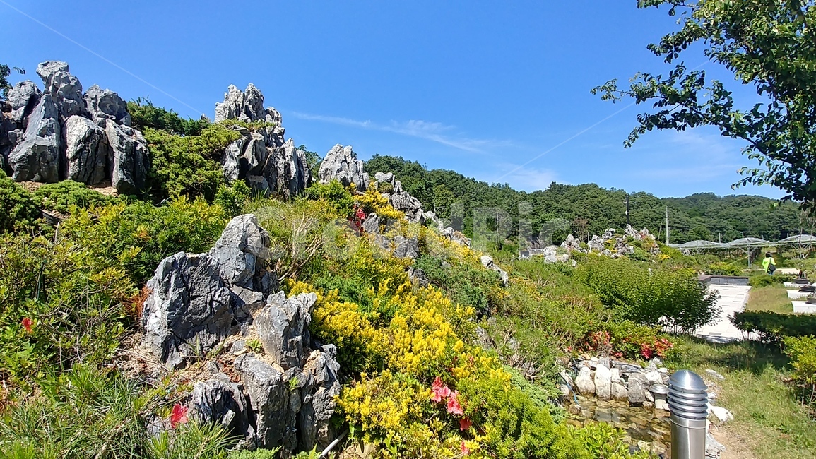 자연,꽃,풍경,감성사진,나무,숲,공원,하늘