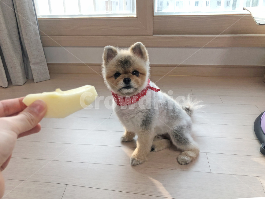 강아지,사과,포메,포메라니안,pomeranian,puppy,강아지간식,강아지먹방,동물,animal,포유류,mammal,개,강아지,dog,doggy