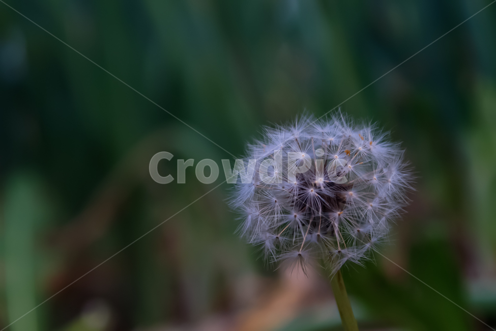 plant,식물,blossom,꽃,flower,씨앗,민들레,식물,자연,plants,nature,꽃,flower