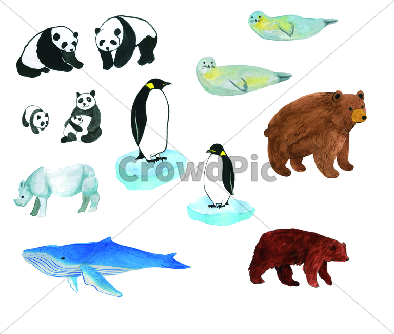 손그림,물감그림,handdrawing,watercolor,동물,animal,판다,물범,trueseal,panda,코뿔소,rhinoceros,팽귄,penguin,고래,whale,곰,bear