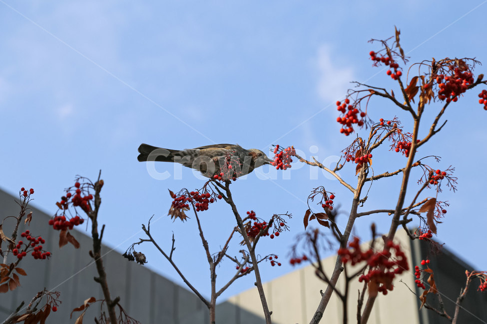 bird,새,animal,동물,나무,열매,겨울,봄,빨간열매,자연,풍경,휴식,힐링,나뭇가지