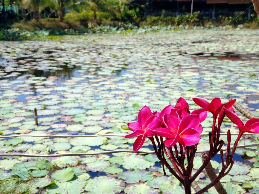 캄보디아,plant,식물,flower,연못백합,pondlily,꽃,식물,자연,plants,nature,꽃,flower