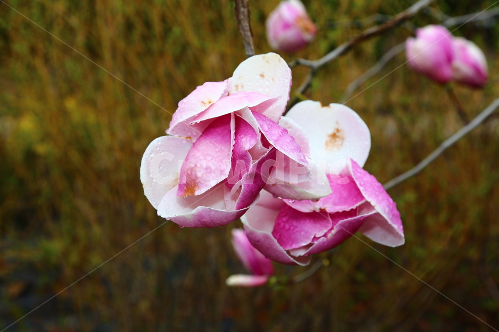 꽃,자목련,목련꽃,천리포수목원,봄,봄,계절,spring,season,식물,자연,plants,nature,꽃,flower,plant,geranium,제라늄,blossom
