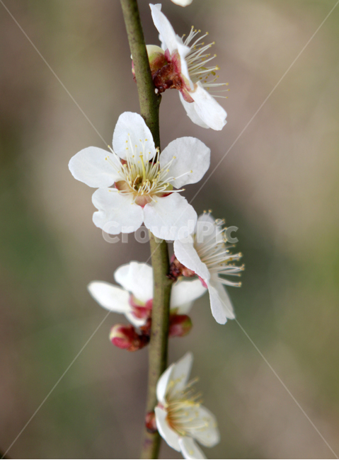 꽃,자연,풍경,flower,벚꽃,꽃가지,식물,자연,plants,nature,꽃,flower