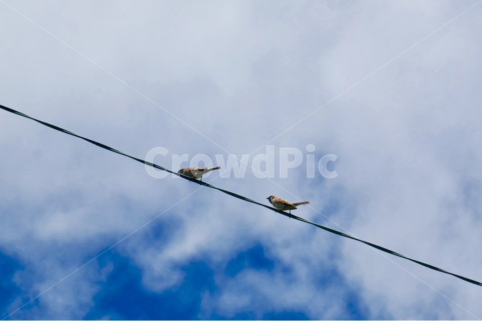 참새,하늘,구름,파랑,새,여유,일상,맑음,날씨,sky,blue,bird,동물,animal,조류,새,birds