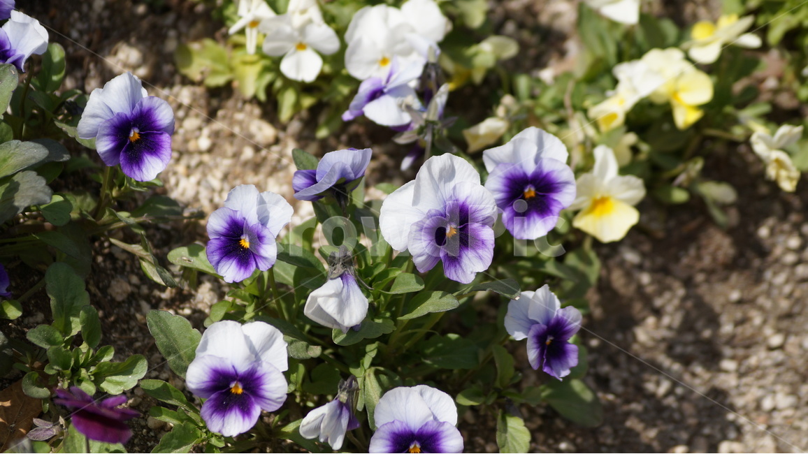 봄꽃,꽃,자연,풍경,야생화,꽃축제,봄,계절,spring,season,식물,자연,plants,nature,꽃,flower,plant,blossom,geranium,제라늄