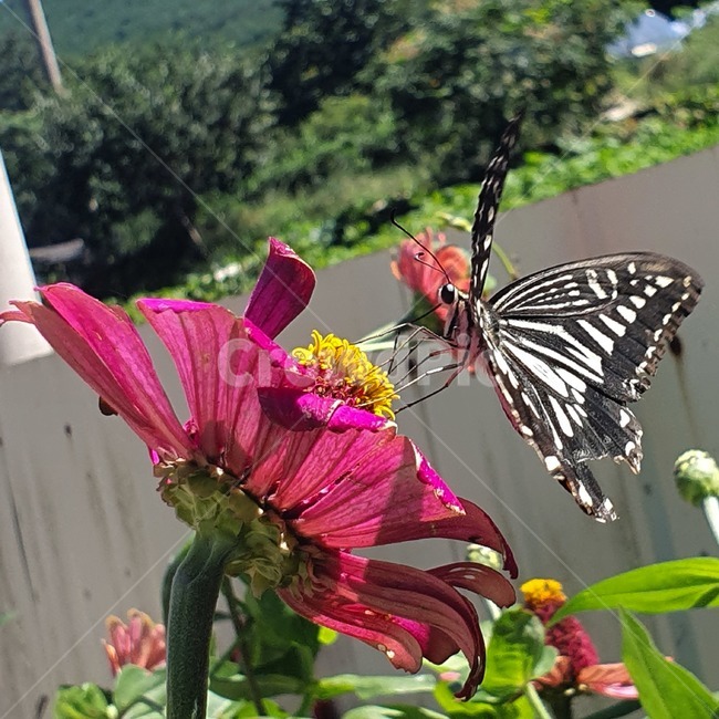 곤충,insect,animal,butterfly,plant,식물,나비,곤충,벌레,insect,bug