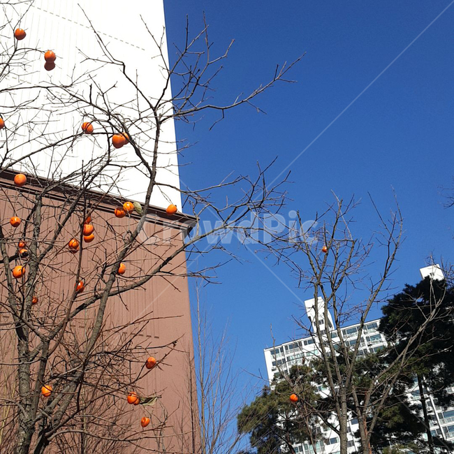 가을,감,감나무,나무,하늘