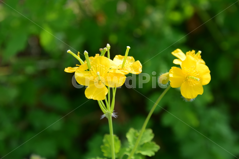 애기똥풀,노란꽃,풀꽃,꽃,들꽃,초록색,식물,자연,flower,plant,접사,nature,클로즈업,closeup,봄꽃,꽃잎