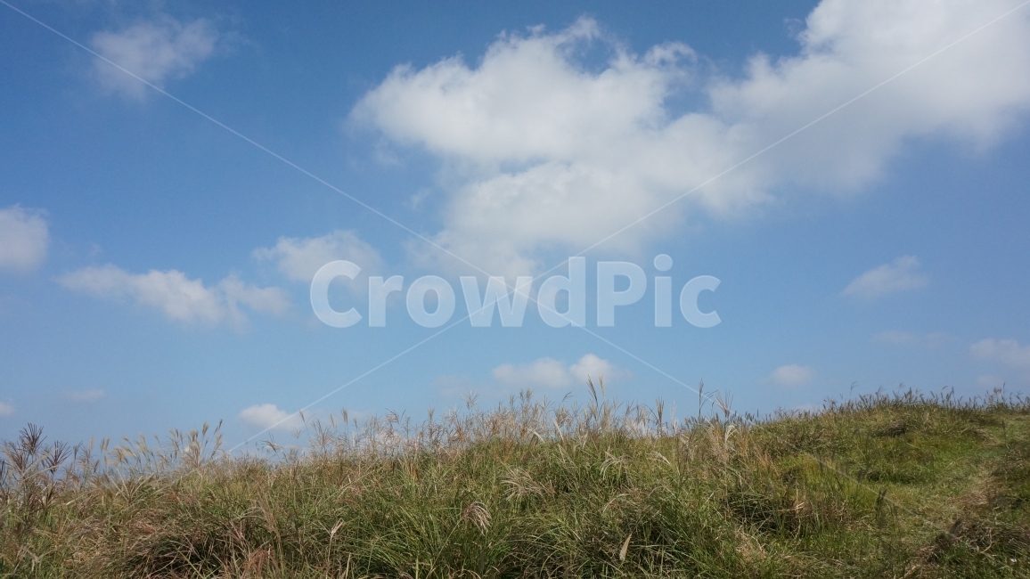 바다,자연,새,숲,수목원,자연,풍경,nature,landscape,outdoors,옥외,grass,잔디,plant,식물