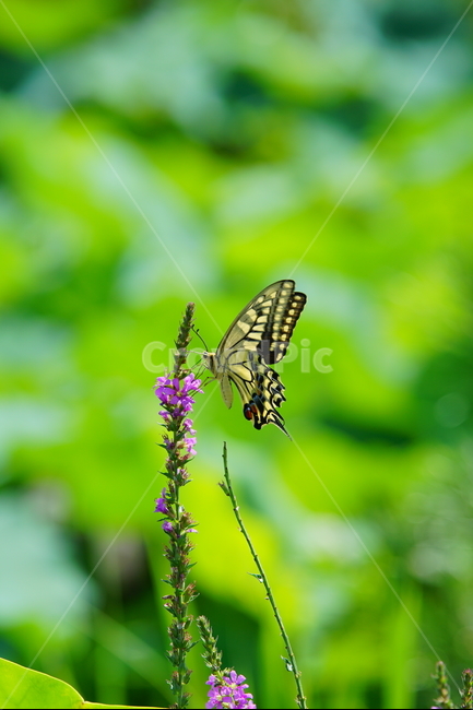 대한민국,자연,배경화면,나비,곤충,동물,animal,곤충,벌레,insect,bug