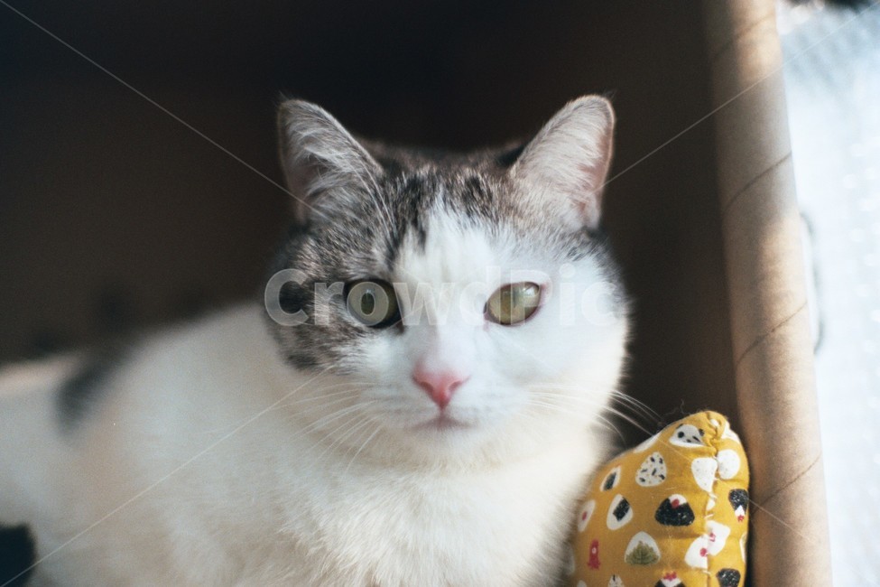 고양이,반려동물,동물,cat,animal,동물,animal,포유류,mammal,고양이,cat,kitten,kitty