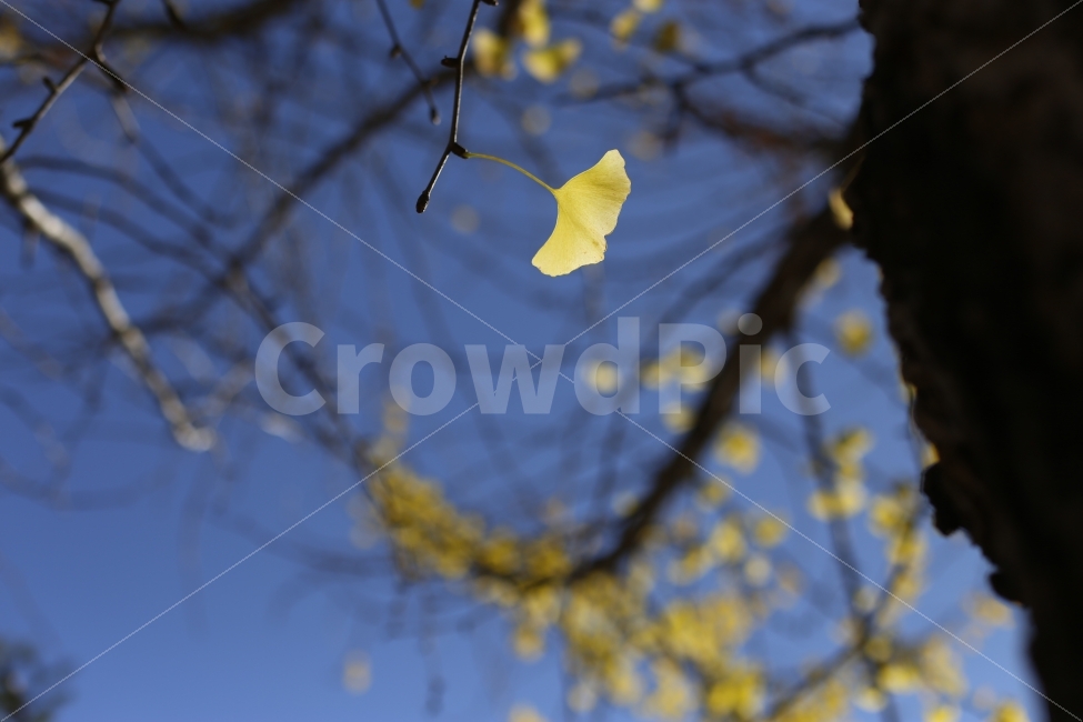 은행나무,단풍,가을,은행,노란색,분위기,풍경,시골,fall,autumn,season,자연,가을,계절,fall,autumn,season,식물,자연,plants,nature,나무,trees,wood,plant,leaf,잎,tree