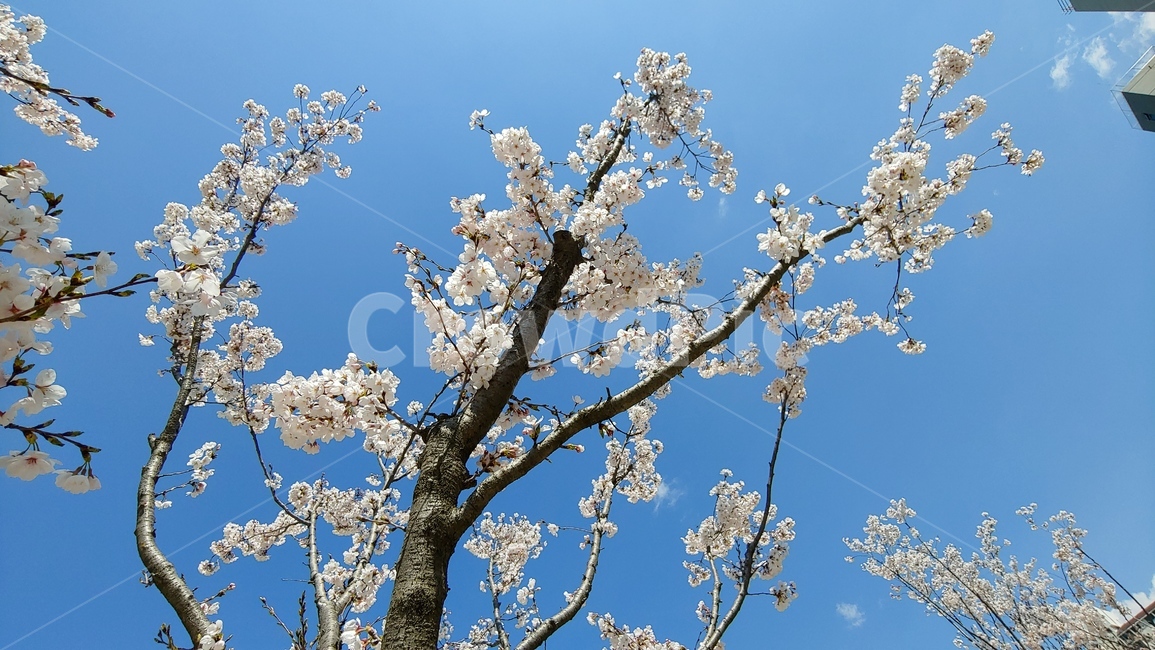 벚꽃,봄,나무,꽃,하늘,파랑,분홍,청량,가지,봄,계절,spring,season,plant,식물,blossom,flower