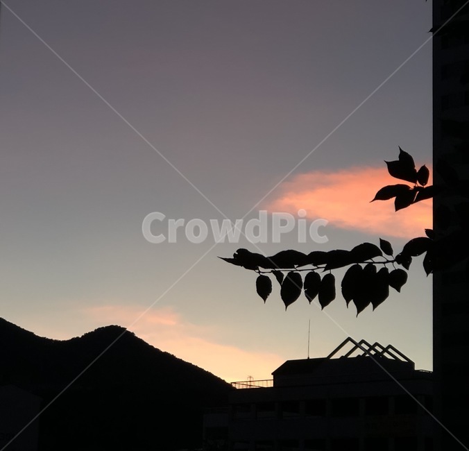 나뭇잎,구름,붉은하늘,노을풍경,배경화면,감성배경화면,배경,노을,저녁하늘,분위기있는,자연,풍경,nature,landscape,silhouette,실루엣,outdoors,옥외,bird,새,animal,동물