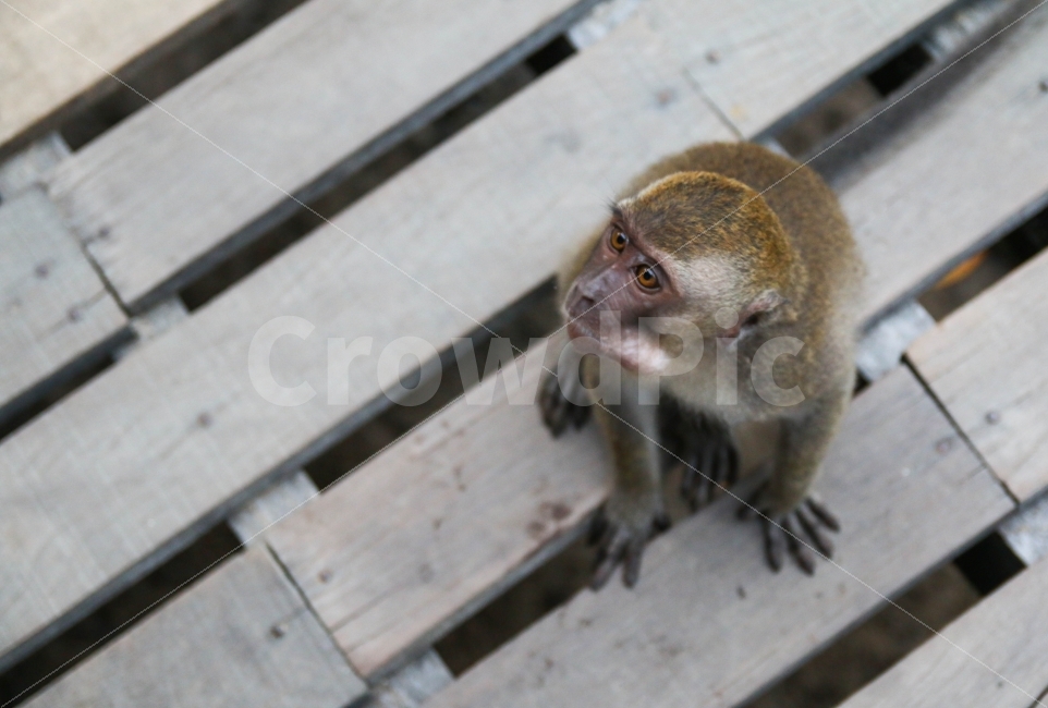 원숭이,동물,포유류,몽키,야외,나무,Monkey,동남아시아,열대,동물,animal,포유류,mammal