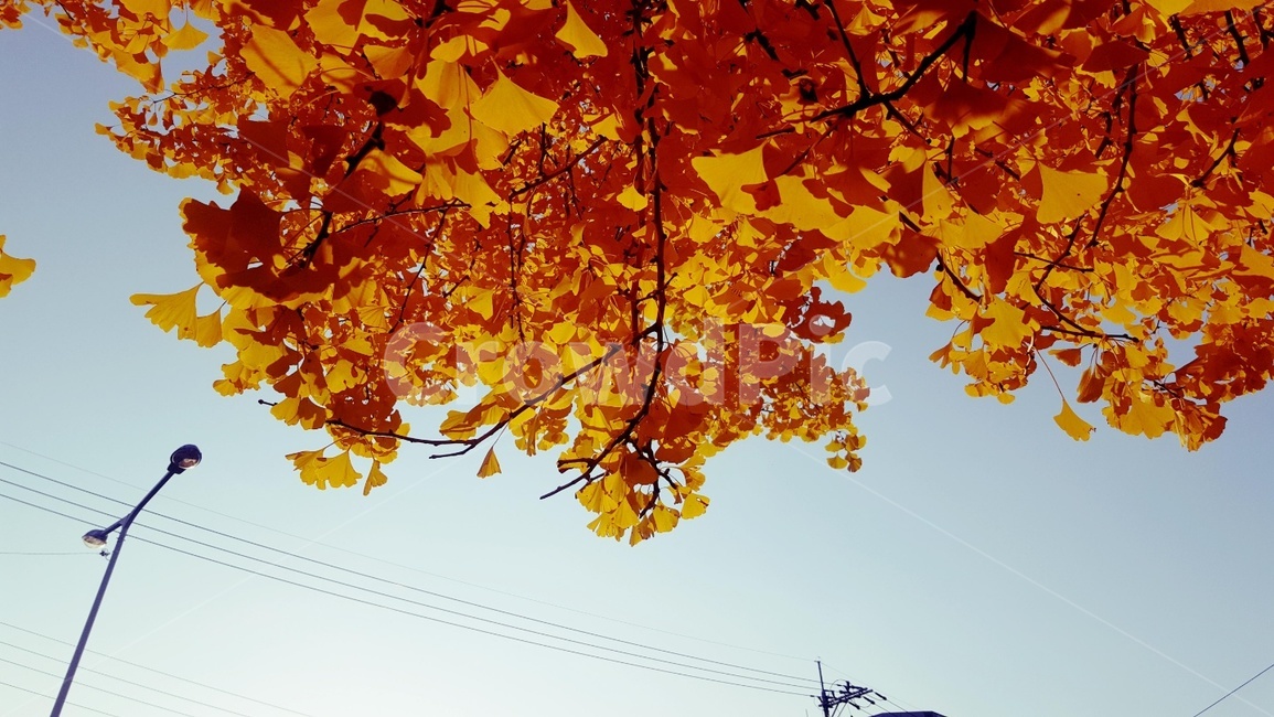 잎,식물,나무,은행잎,하늘,노랑,여름,leaf,plant,tree,ginkgoleaf