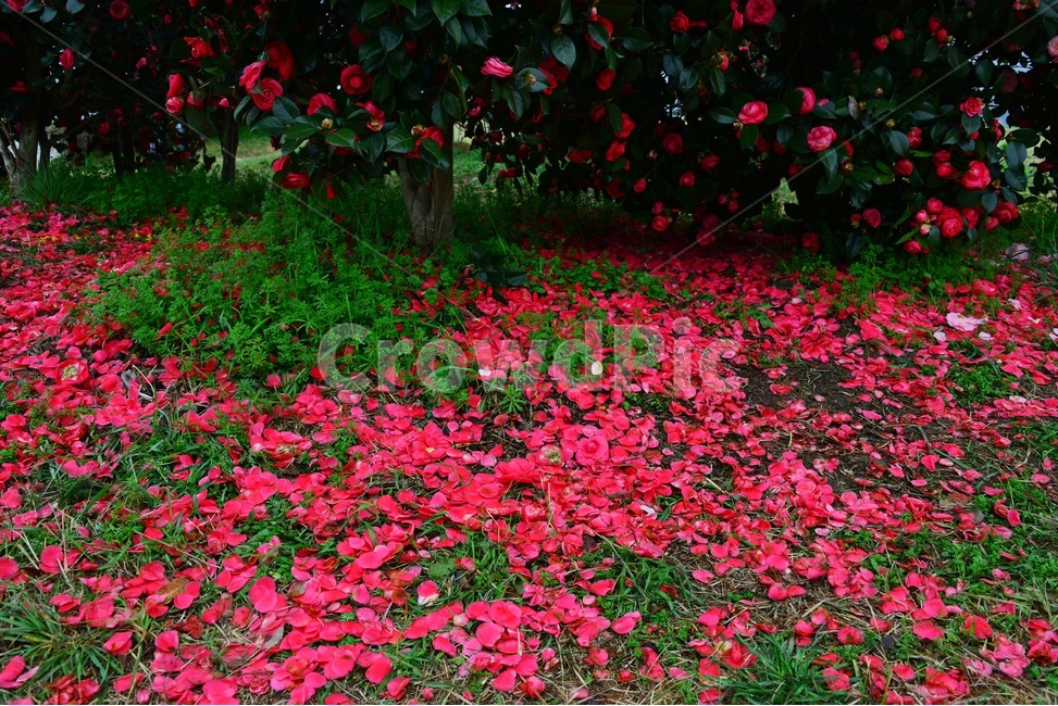 leaf,잎,plant,식물,blossom,flower,꽃,rose,장미,낙엽,꽃잎,꽃봉우리,낙화