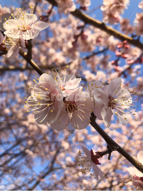 벚꽃,꽃,봄,식물,매화,blossom,flower,블라썸,spring,pink,분홍꽃,핑크,봄꽃나무