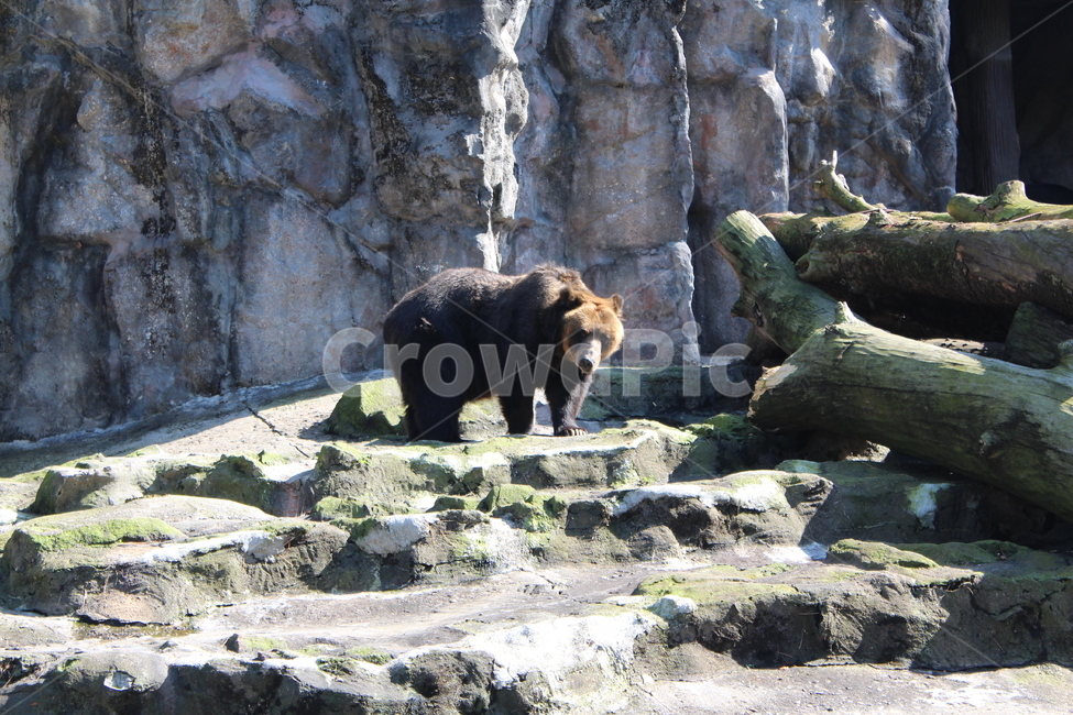 wildlife,야생동물,animal,동물,mammal,포유류,bear,곰,동물원,zoo,동물,animal,포유류,mammal