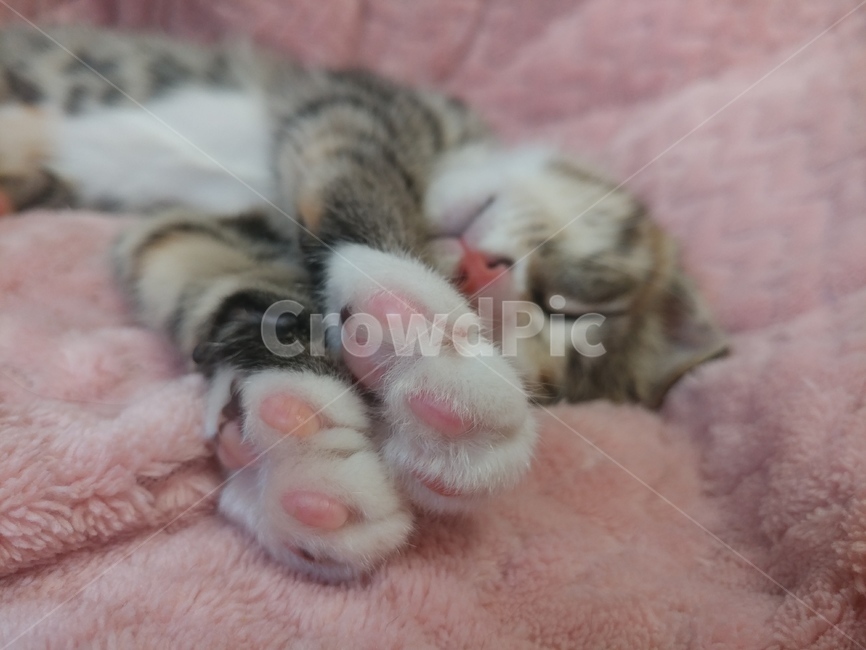 고양이,pet,반려동물,cat,animal,동물,애완동뭉,동물,animal,포유류,mammal,고양이,cat,kitten,kitty