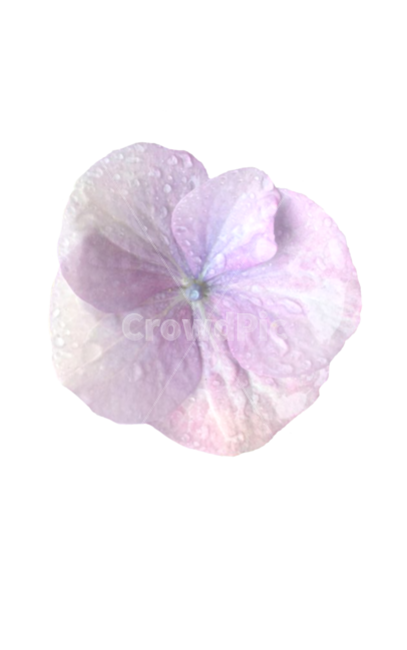 빗방울,수국,꽃잎,한송이,flower,꽃,flower,누끼,remove background