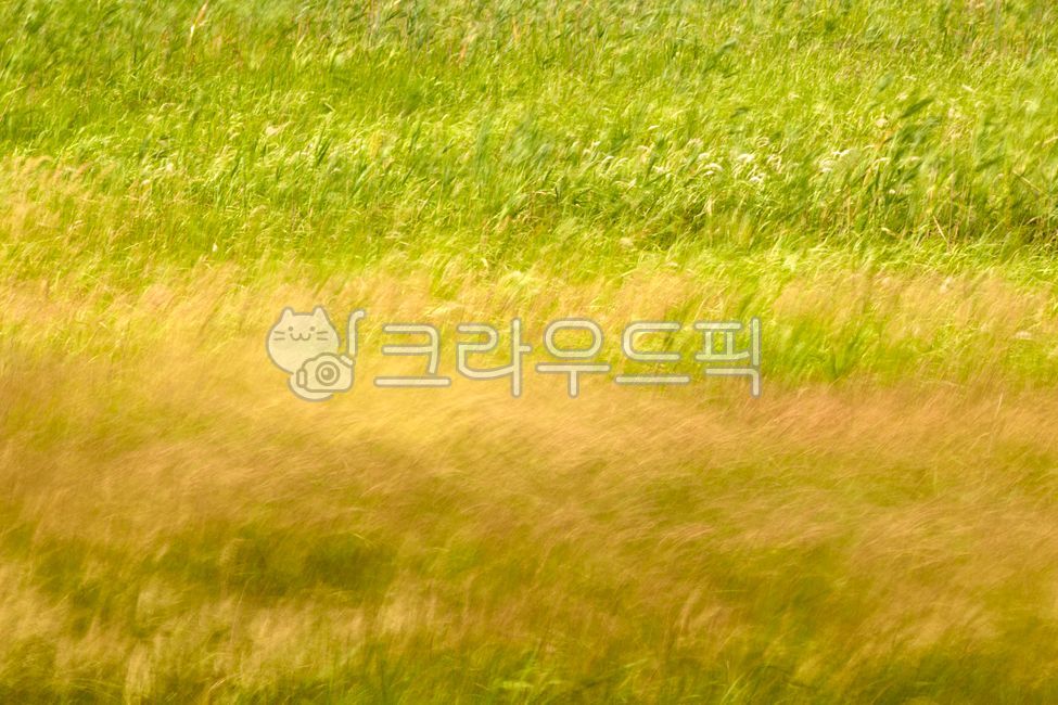 Ueumdo,Hwaseong Ueumdo,nature,largelaverhair,large seaweed fur,scenery,grassland,seaweed fur,outdoor,laverhair,band plant,grasslands,outdoors,hwaseongueumdo,plants,plant,sight,beltplant,ueumdo